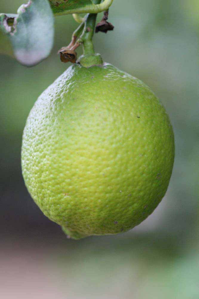            Fruit (Limoneira 8-A, Riverside, CA)   